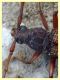 Phoracantha recurva - Anzio 5.5.2024 - (3).JPG