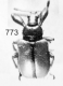 Catalabus (Catalaboides) rasuwanus.png