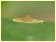 ovatura su prob. Ilex crenata con bacche immature - Anzio 5.5.2024 - (2).JPG