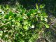 ovatura su prob. Ilex crenata con bacche immature - Anzio 5.5.2024 - (3).JPG