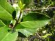 ovatura su prob. Ilex crenata con bacche immature - Anzio 5.5.2024 - (4).JPG