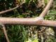 ovatura su prob. Ilex crenata con bacche immature - Anzio 5.5.2024 - (5).JPG