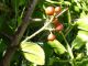 ovatura su prob. Ilex crenata con bacche immature - Anzio 5.5.2024 - (6).JPG