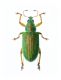 Coleoptera FEI.jpg