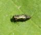 Agrilus 1 (11-5-24 Zaragoza).jpg