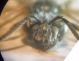 Notandrena 004 A.jpg