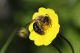Ape-solitaria-20240510-002-W.jpg