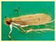 Tineidae circa 7 mm. su trappola cromotropica Geranio - alla luce led - Anzio 17.5.2024 - (1).JPG