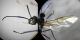 24 4-2-CM1) Camponotus sp. (F) - Collage 2.jpg