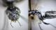 24 4-2-CM1) Camponotus sp. (F) - Collage 3.jpg