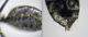 24 4-2-CM1) Camponotus sp. (F) - Collage 4.jpg