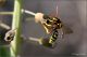 Anthidium-sp-20230424-004-DPPOGf.jpg