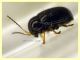 prob. Cryptocephalus labiatus su foglie giovani di Corbezzolo dai 2 ai 2,5 mm. - Anzio 17.5.2024 - (2).JPG