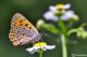 DSC_6012a.jpg