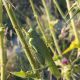 tettigonia 2.jpg