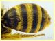 Halictus scabiosae femmina 14 mm. - Anzio 29.5.2024 - (7).JPG