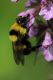 IMG_9754_Bumblebee_crop_sm.JPG