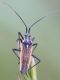 mini_2024-06-02 116 stack 15 zoom.jpg