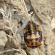 COCCINELLA_NEANIDE 2.jpg