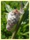 Phalacropterix apiformis - Anzio 7.4.2024 - (2).JPG