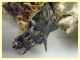Phalacropterix apiformis - Anzio 7.4.2024 - (4).JPG