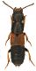 Staphylinidae_Piglio_1000m-19.VIII-2010_9,5mm.jpg