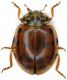 Coccinellidae_Serrone_21-VIII-2010_6,5mm.jpg
