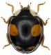 Coccinellidae_Serrone_21-VIII-2010_7,2mm.jpg
