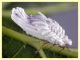 prob Orthezia urticae femmina su Rubus - Anzio 29.5.2024 - (3).JPG