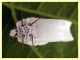 prob Orthezia urticae femmina su Rubus - Anzio 29.5.2024 - (5).JPG