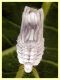 prob Orthezia urticae femmina su Rubus - Anzio 29.5.2024 - (2).JPG