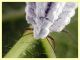 prob Orthezia urticae femmina su Rubus - Anzio 29.5.2024 - (4).JPG