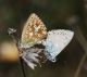 IMG_9299 Polyimmatus coridon forum.jpg