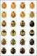 Harmonia_colour_variants_plate.jpg