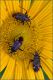 Closterotomus-ventralis-sp-20240622-001-DPPWf.jpg