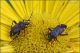 Closterotomus-ventralis-sp-20240622-004-JOGf.jpg