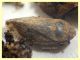 Gorytes laticinctus femmina con prede Philaenus spumarius - (16).JPG