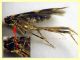 Oegoconia sp. - ala 5,8 mm. - Anzio 14.6.2024 - (6).JPG
