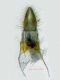 Oegoconia sp. - ala 5,8 mm. - Anzio 14.6.2024 - (5).JPG