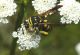 leucospis antenne gialle e.jpg