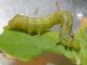 larva cannibale (18).JPG