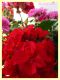 Pelargonium sp. -.JPG