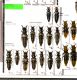 Staphylinidae 51.JPG