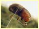Dactylotrypes longicollis 2,1 mm. - Anzio 9.7.2024 - (8).JPG