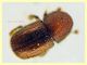 Dactylotrypes longicollis 2,1 mm. - Anzio 9.7.2024 - (1).JPG