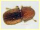Dactylotrypes longicollis 2,1 mm. - Anzio 9.7.2024 - (2).JPG