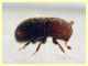 Dactylotrypes longicollis 2,1 mm. - Anzio 9.7.2024 - (3).JPG