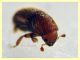 Dactylotrypes longicollis 2,1 mm. - Anzio 9.7.2024 - (4).JPG