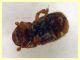 Dactylotrypes longicollis 2,1 mm. - Anzio 9.7.2024 - (6).JPG