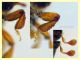 Dactylotrypes longicollis 2,1 mm. - Anzio 9.7.2024 - (9).JPG